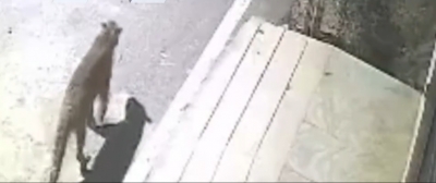 ದಕ್ಷಿಣ ಬೆಂಗಳೂರಿನ ವಸತಿ ಪ್ರದೇಶದಲ್ಲಿ ಸಿಸಿಟಿವಿಯಲ್ಲಿ ಚಿರತೆ ಪ್ರತ್ಯಕ್ಷ 